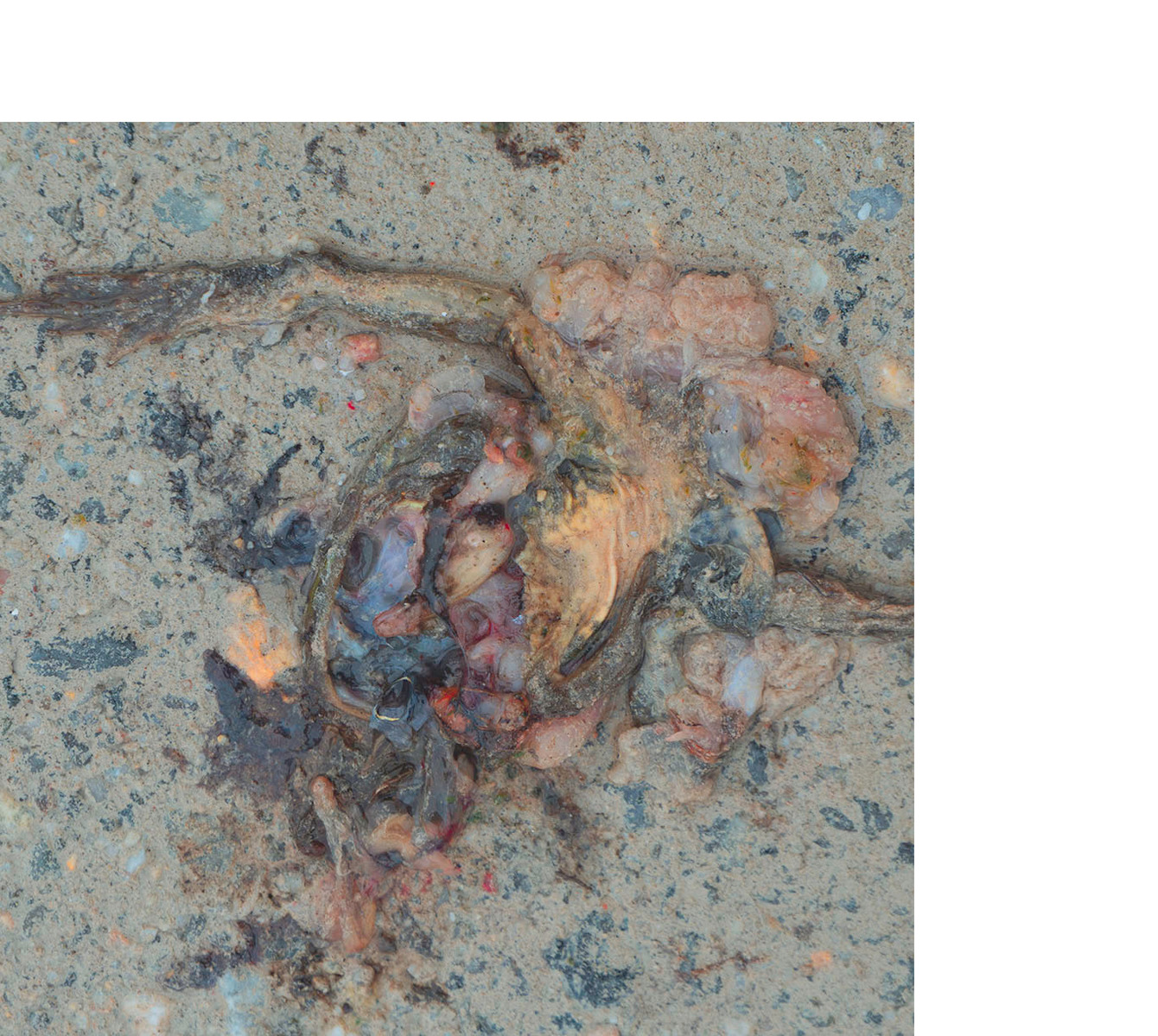 Squashed frog guts on a road.