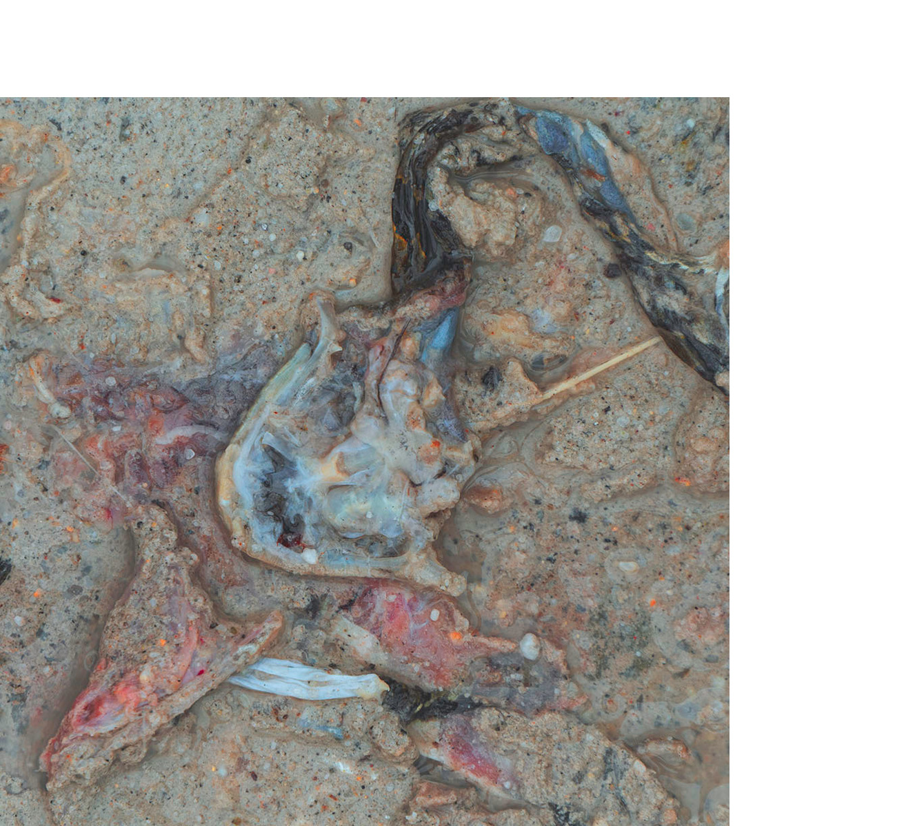 Squashed frog guts on a road.