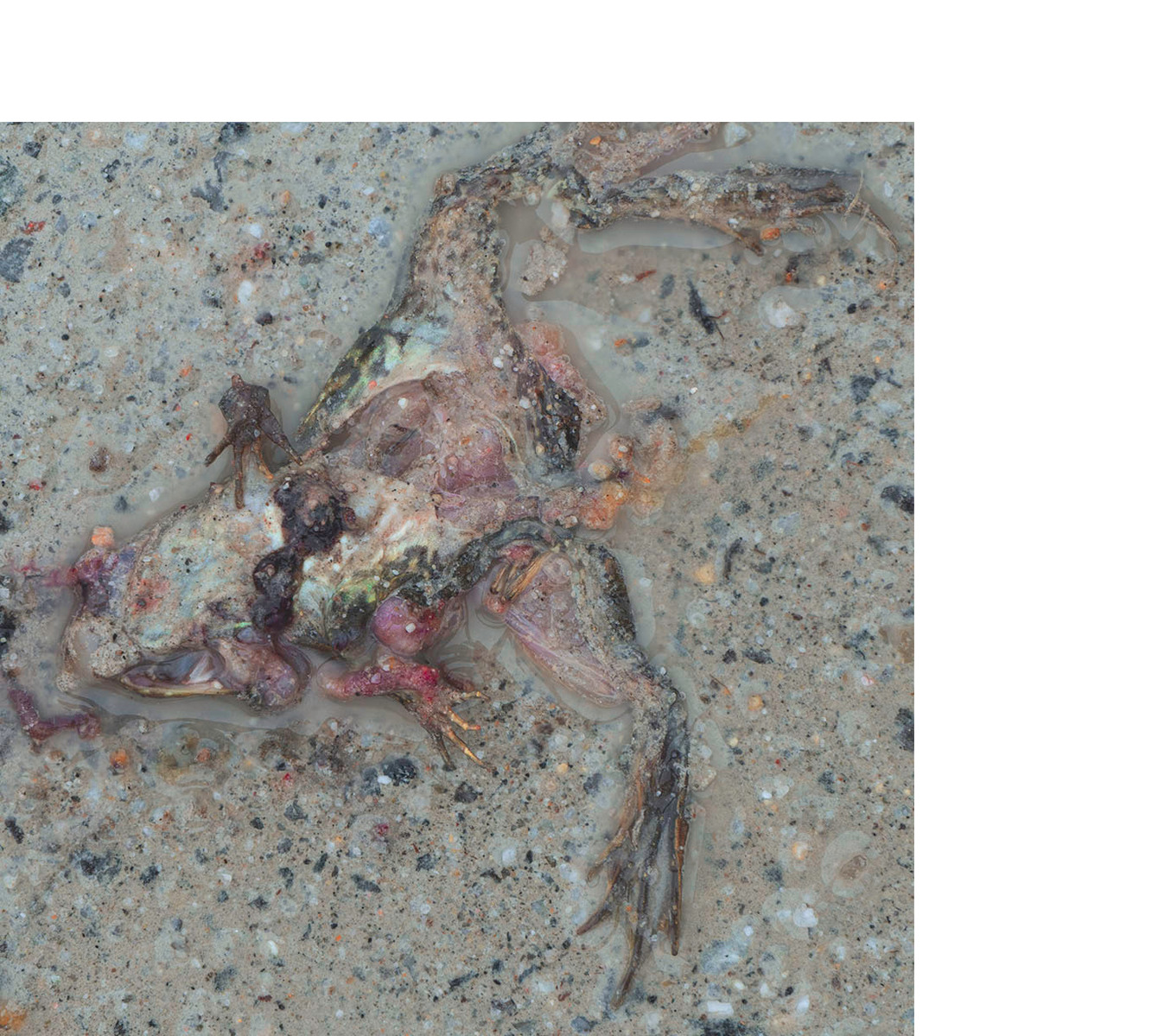 Squashed frog guts on a road.