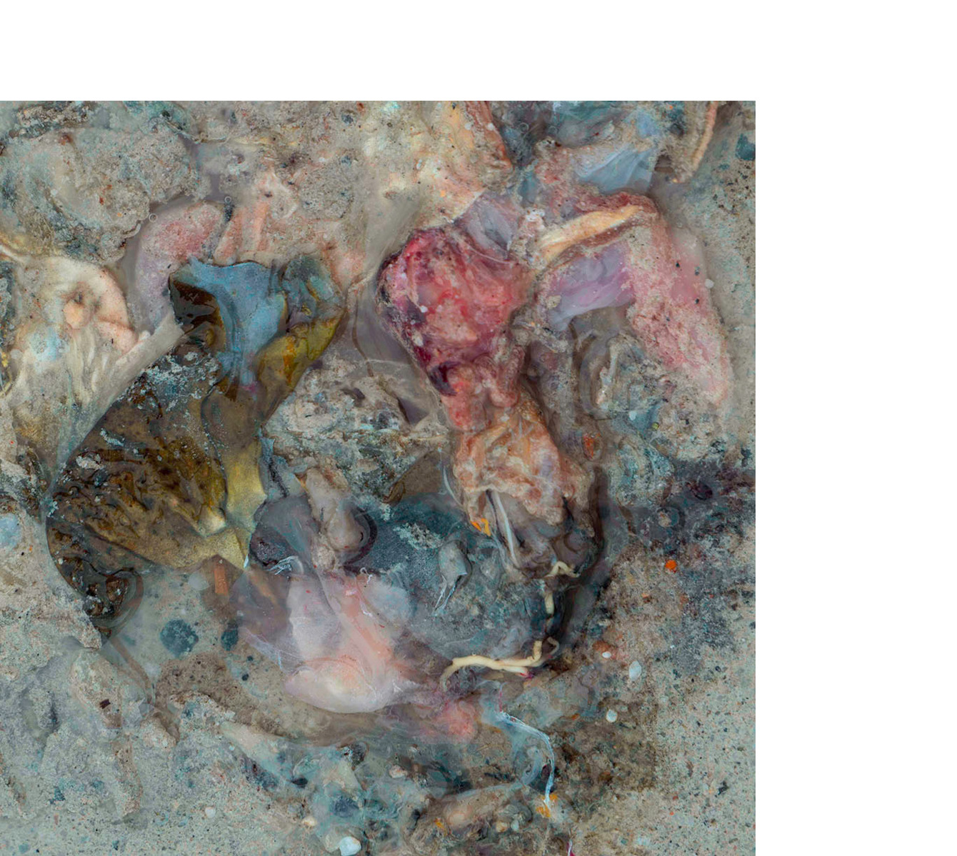 Squashed frog guts on a road.