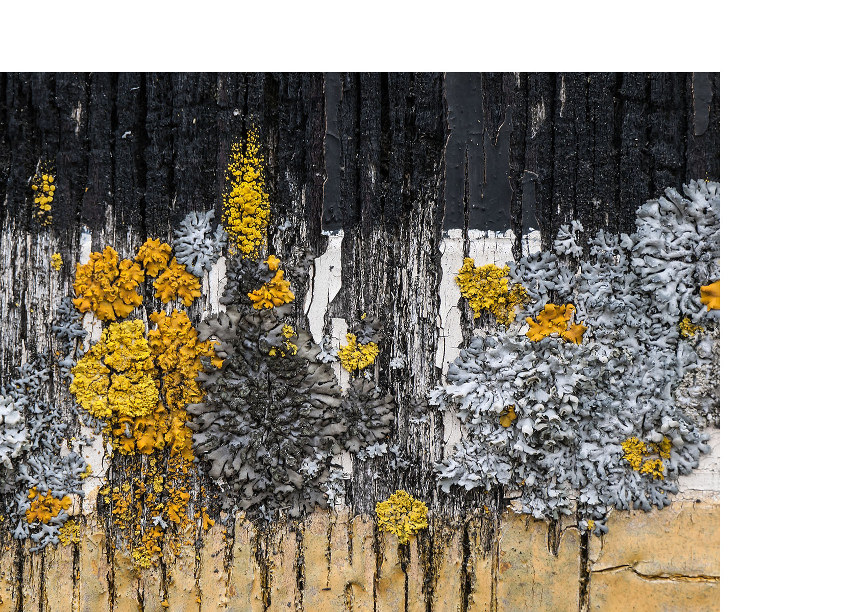 Lichen resembling a forest landscape