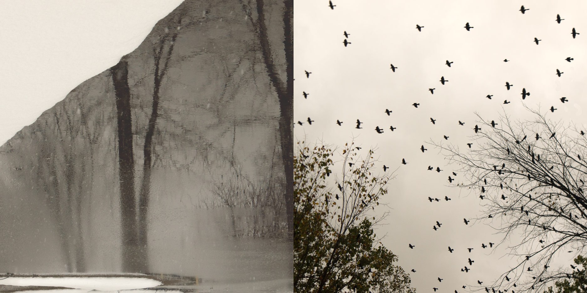A diptych of trees and birds and sky, mostly black and white