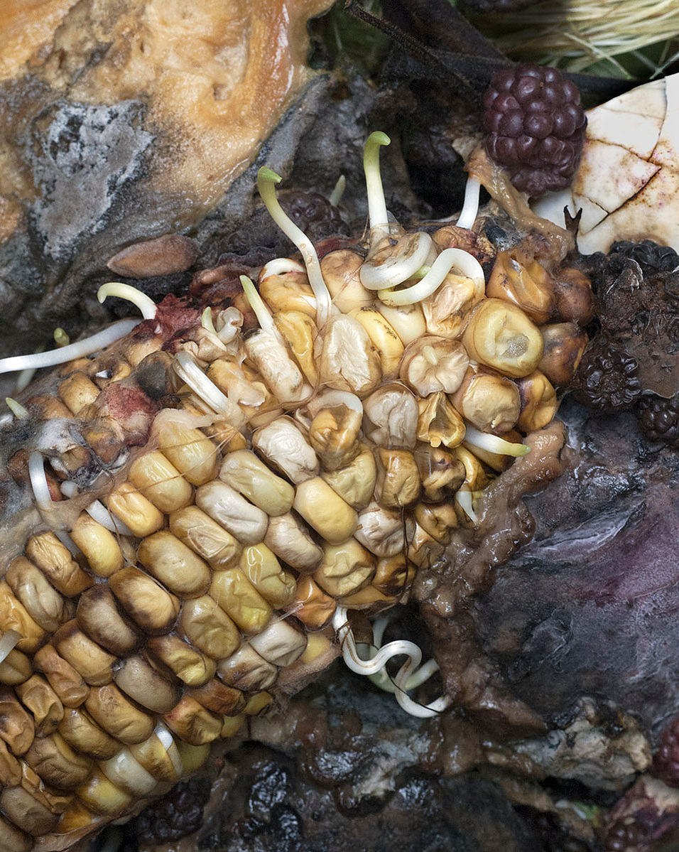 Sprouting corn in compost pile