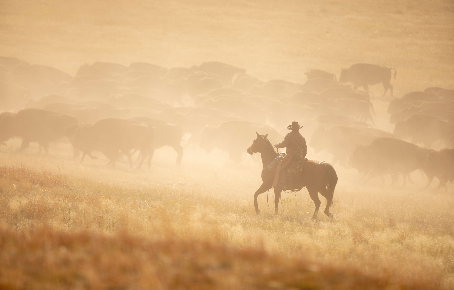 A cowboy herds buffalo in Custer State Park during the 55th annual Buffalo Roundup on Friday, Sept. 25, 2020, in Custer, S.D.