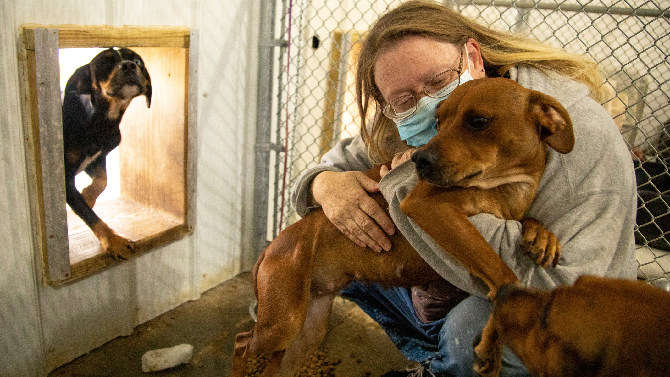 Jennifer McCambridge, senior kennel tech at the Western Hills Humane Society, sits with a few of the 35 dogs, who were rescued from a man's home north of Whitewood, on Friday, Oct. 15, 2020. According to the shelter, the dogs were starving and inbred when