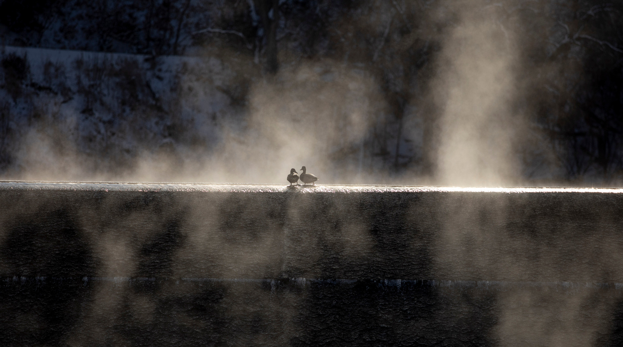 A couple of ducks stand on the dam at Canyon Lake Park as steam fog rises up on Monday, Feb. 8, 2021, in Rapid City. Lows in the negative teens are expected to continue until Saturday in Rapid City, S.D.