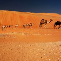 Caravan of camels made photographing them little effort in UAE
