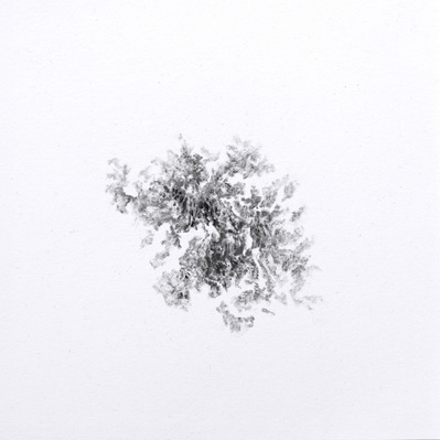 Dessin, fusain, nature, errance, divagation graphique, fragment, paréidolie, végétal, lichen, organique, relief,  paysage, drawing, charcoal, landscape, segment, plant, wood
