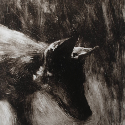 Simon Piveteau - renard, fox,