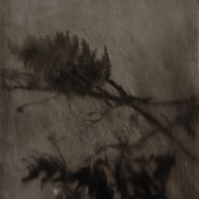 Simon Piveteau - Peinture sombre avec des fougères. Dark painting with ferns. Peinture à l'huile sur polyester transparent. Oil painting on see-through polyester.