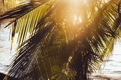 A palm tree with the golden glow of the sun