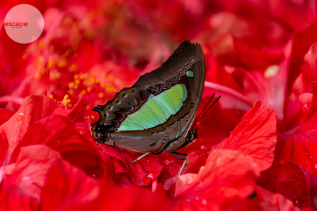 Malaysia