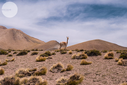 La Vicuña Austral, Chile
The art print, landscape, gift, for wall, to update your space