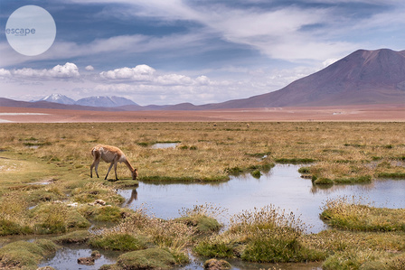 Atacama Oasis, Chile
The art print, landscape, gift, for wall, to update your space