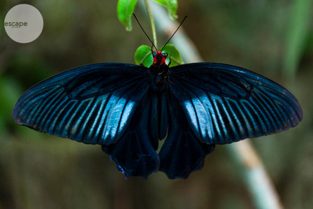 Malaysia