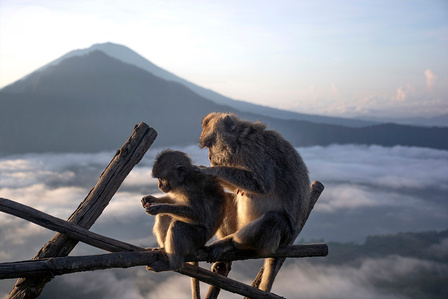 ​Volcano habitants &#x2F; Gunung Batur, Bali, Indonesia
