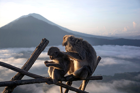 ​Volcano habitants &#x2F; Gunung Batur, Bali, Indonesia