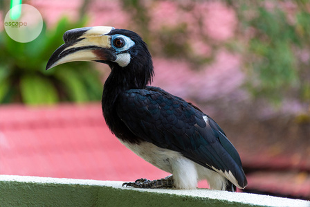​Handsome guest &#x2F; Pangkor Island, Malaysia