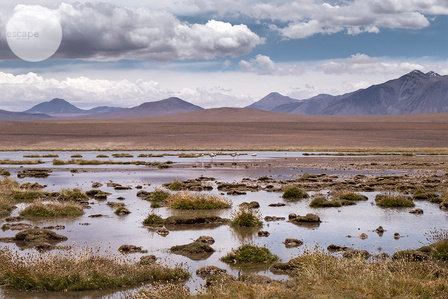 Flamingo of the desert &#x2F; Vado Río Putana, Chile
The art print, landscape, gift, for wall, to update your space