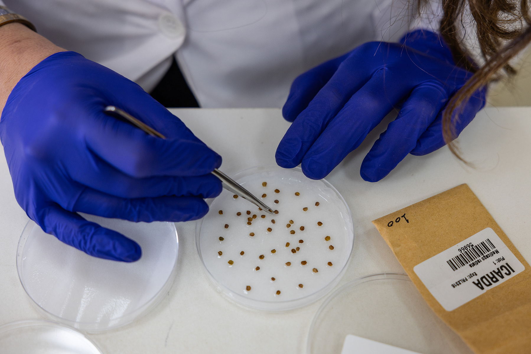 Aline Abou Zeidan sets out seeds in a germination disk for viability testing.