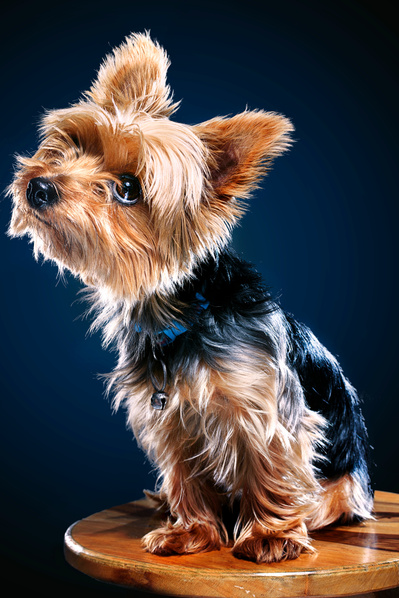 Dog Portrait photography in Studio