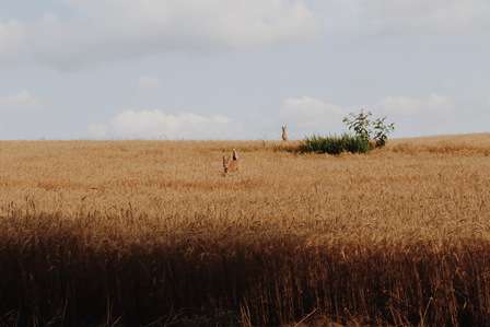 A coyote chasing a fawn through a field of wheat