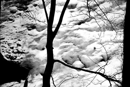 A tree silhouetted against a frozen waterfall