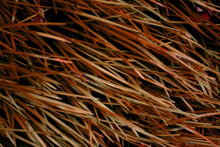 Long brownish-red blades of grass