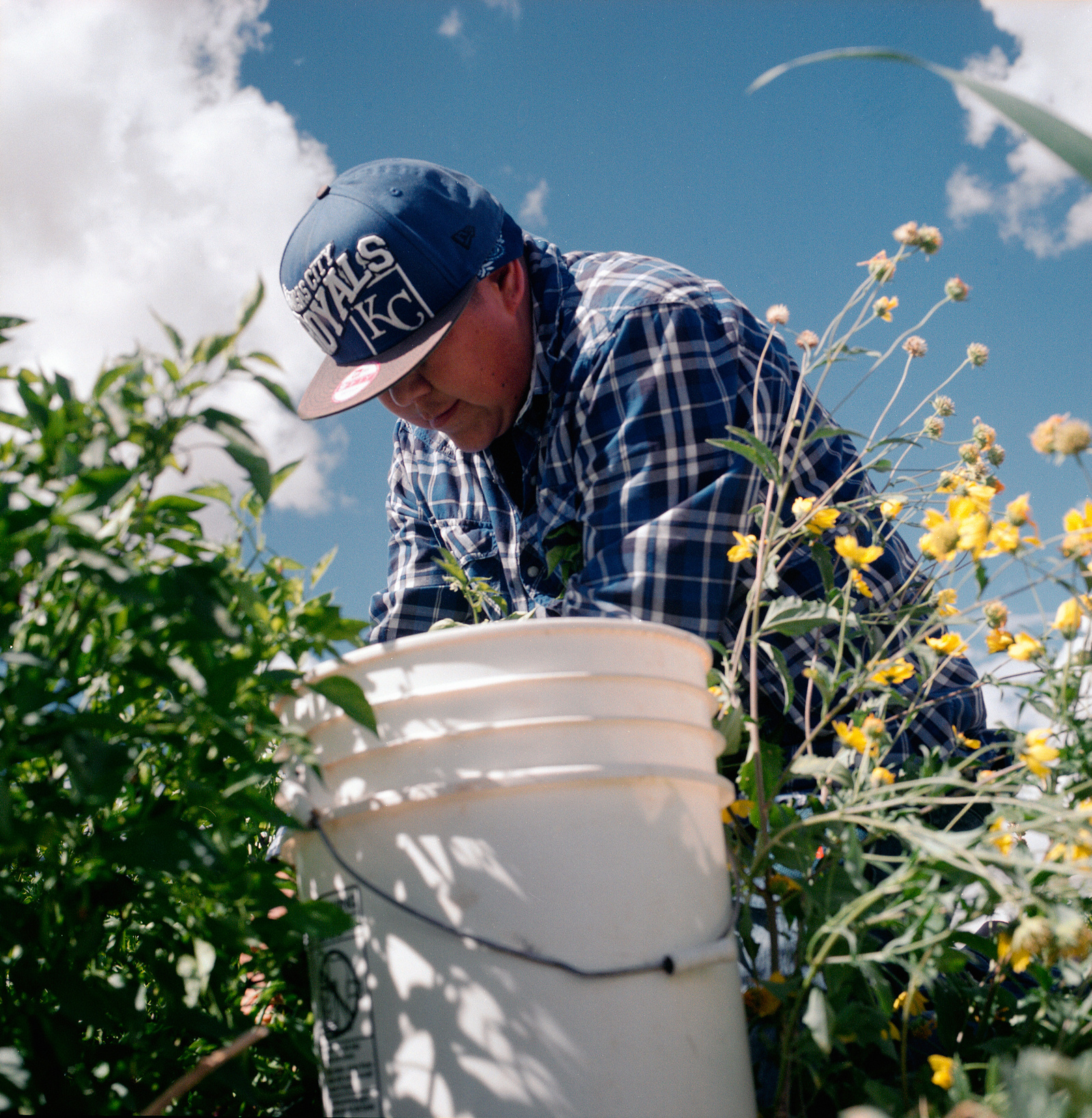 Volunteer Joy Dili of Ohkay Owingeh Pueblo harvests cayenne for its seeds and to dry the chile for seasoning at the Pueblo of Tesuque Farm in northern New Mexico on October 6, 2021.