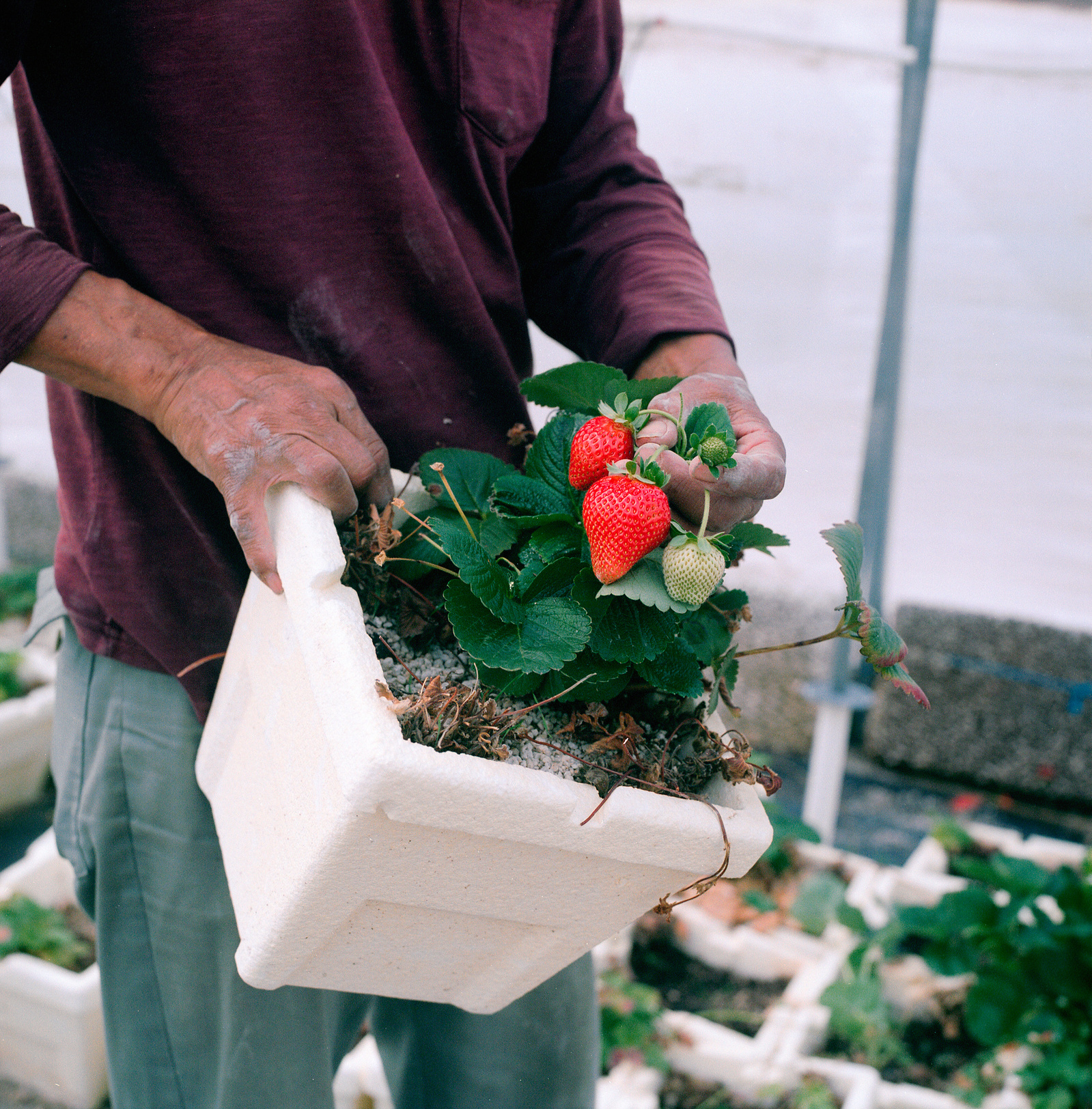 Emigdio Ballon holds a pot of strawberries, which grows in a vertical garden inside one of their many green houses at the Tesuque Farm on October 6, 2021.