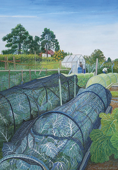 Allotment Chichester early summer plant growth