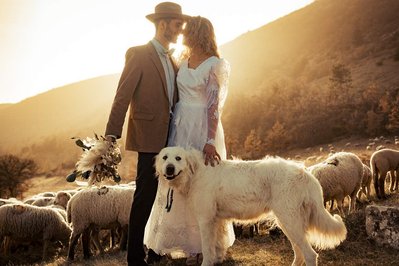 Mariage en Provence au milieu d'un troupeau de moutons gardé par un magnifique Patou. La lumière en fin de journée était incroyable.