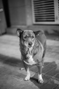 Black and white photo of a short-haired dog with lightly colored hair and white feet happy on the streets of Vietnam. 