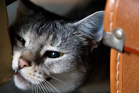 beautiful black and grey cat pushing his head against a piece of wood next to a leather suitcase.