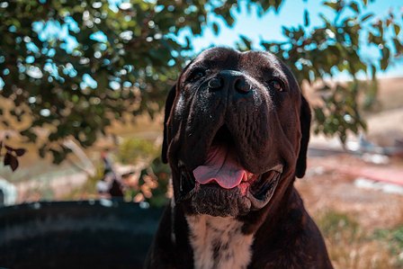 Niel the Cane Corso looking as dashing as ever smiling with his tongue out and a blurred background 