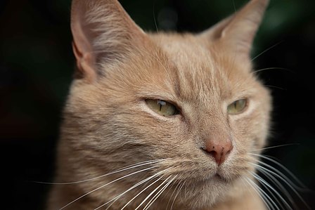 Tigger the ginger cat looking as dashing as ever, with a blurred black background 