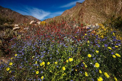 The Mojave Desert, California, Anza Borrego State Park, Super Bloom, Desert Wild Flowers, Fine Art Print