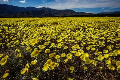 The Mojave Desert, California, Anza Borrego State Park, Super Bloom, Desert Wild Flowers, Fine Art Print