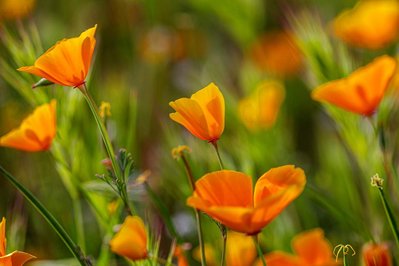 The Mojave Desert, California, Lake Elsinore, Super Bloom, Desert Wild Flowers, Fine Art Print