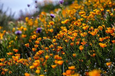 The Mojave Desert, California, Lake Elsinore, Super Bloom, Desert Wild Flowers, Fine Art Print