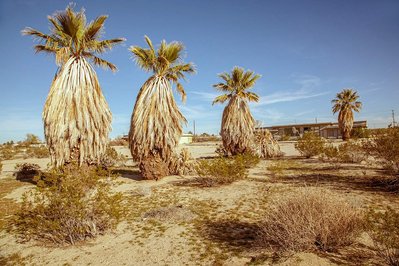 The Mojave Desert, Route 66, California, Abandon Building, Fan Plams