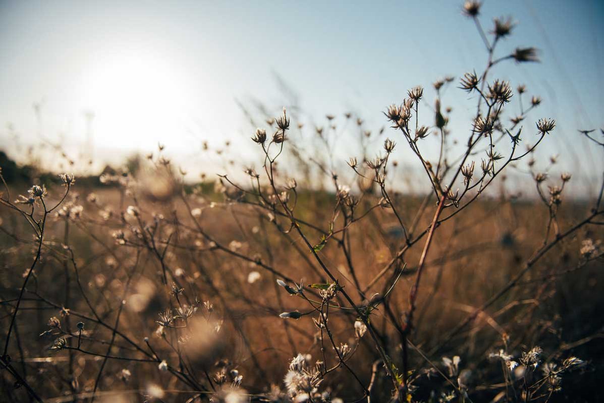 photographie de nature détail végétal sous un couché de soleil ciel bleu et bokeh délicat lotfi dakhli