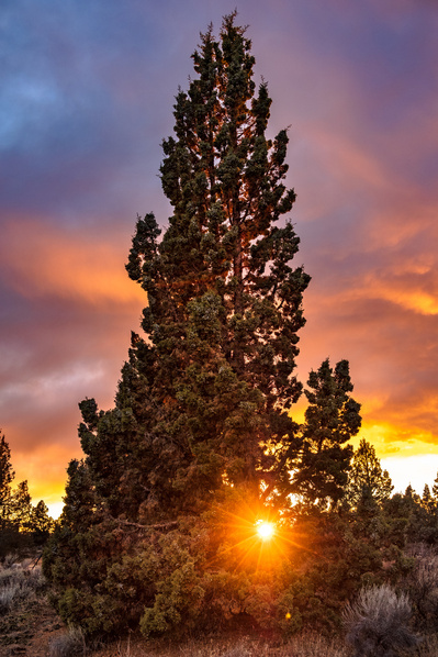 The low winter sun sets through an opening in a tall, full juniper tree with purple and orange sunset-colored clouds in the background.
