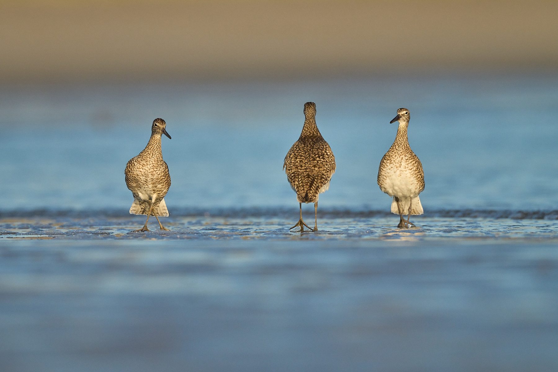 Willets in breeding plumage