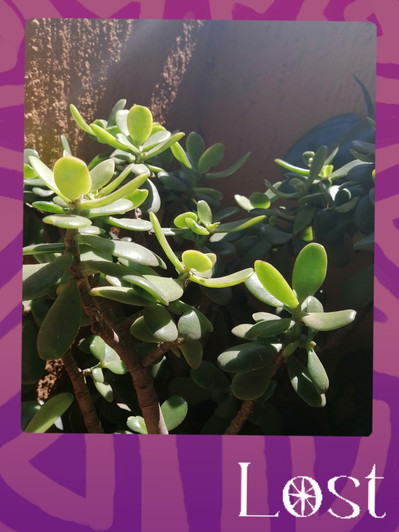 Gallery Image: Text reads: LOST. On a purple border around an image of a Jade plant with many branches and many bright green leaves getting sunlight. 