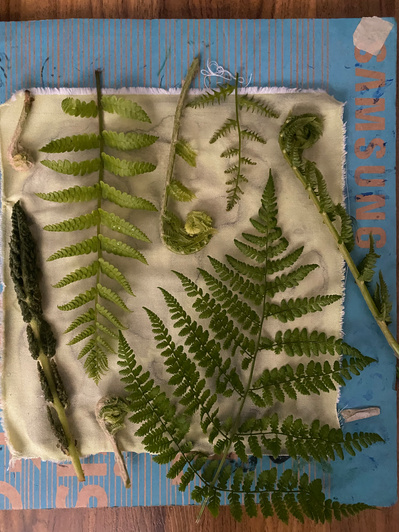 Gallery Image: the pre-printed materials for a Cyanotype print are laid out on a piece of white cloth. Materials include: fern leaves, fiddle head ferns and feathers.