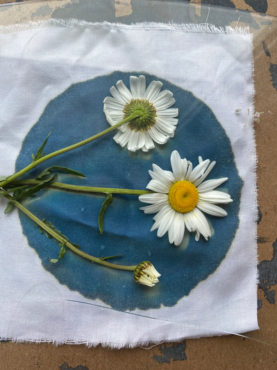 Gallery Image: the middle-stage of a Cyanotype print. On a white cloth is a blue circle, on the circle still being printed are three daisy flowers on their stems with a few leaves.