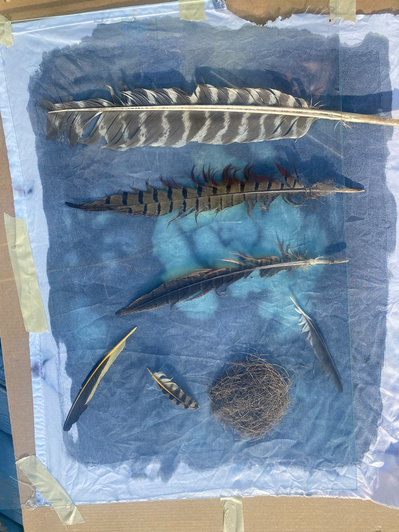 Gallery Image: the middle-stage of a Cyanotype print. On a white cloth is a blue rectangle - partially dry, on the rectangle- still being printed- are feathers of various sizes and shapes as well as a very small birds nest.