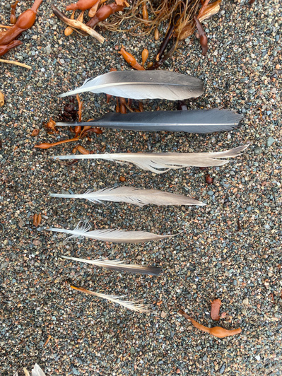 Gallery Image: the pre-printed materials for a Cyanotype print are laid out on a sandy background. Materials are a series of thin feathers lined up from longest on the left to shortest on the right.
