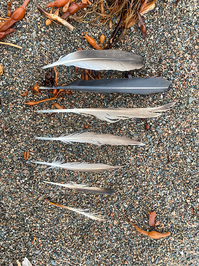Gallery Image: the pre-printed materials for a Cyanotype print are laid out on a sandy background. Materials are a series of thin feathers lined up from longest on the left to shortest on the right.
